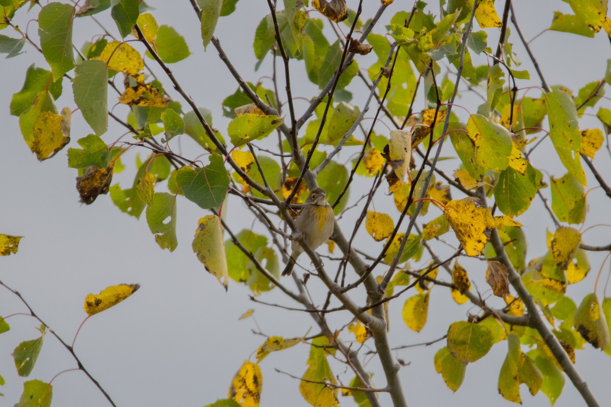 Dickcissel - ML609569456