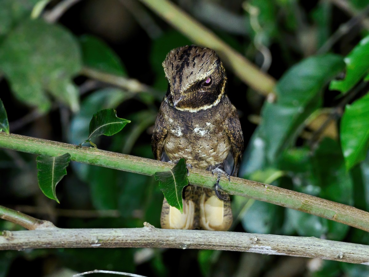 Rufous Nightjar (South American) - ML609569484