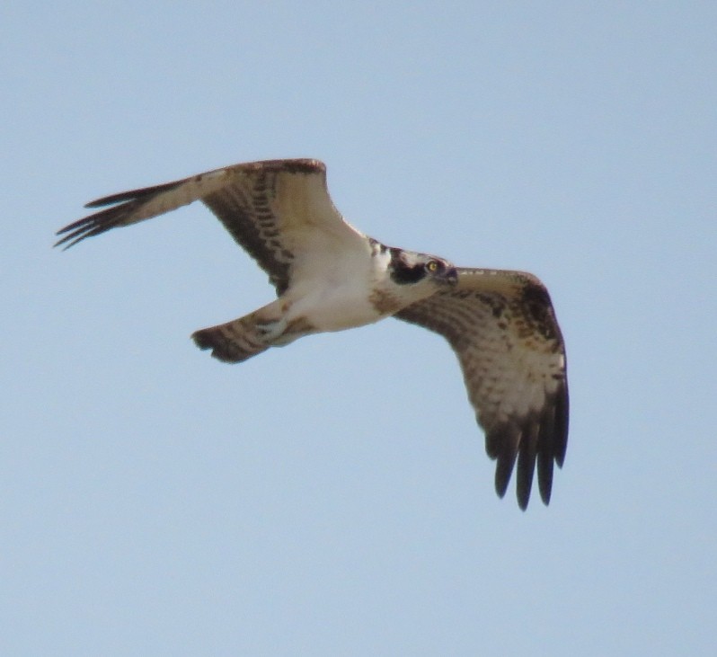 Águila Pescadora - ML609569554