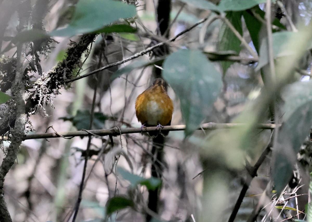 Leymebamba Antpitta - ML609569574