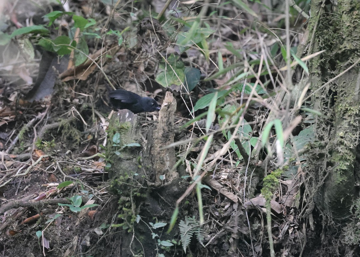 Utcubamba Tapaculo - ML609569585