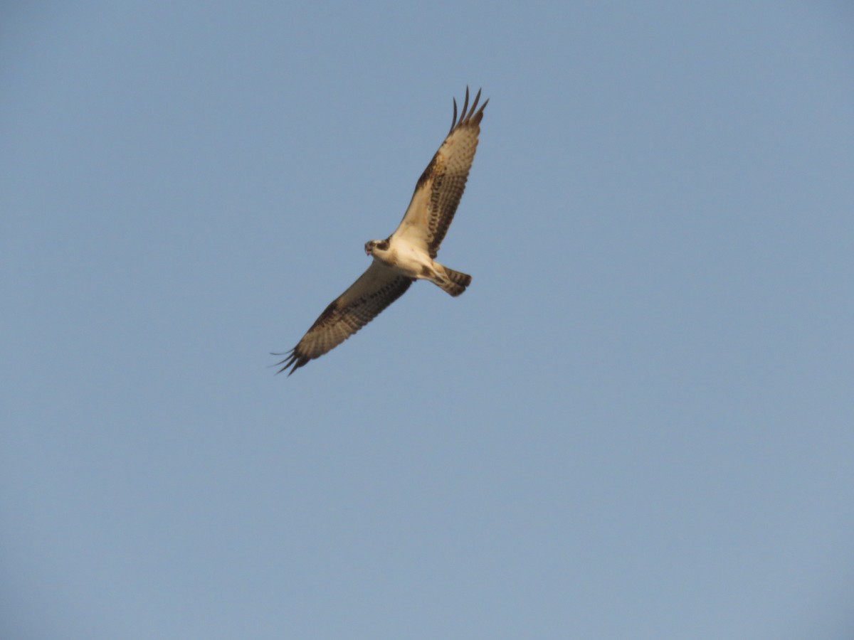 Balbuzard pêcheur - ML609569599