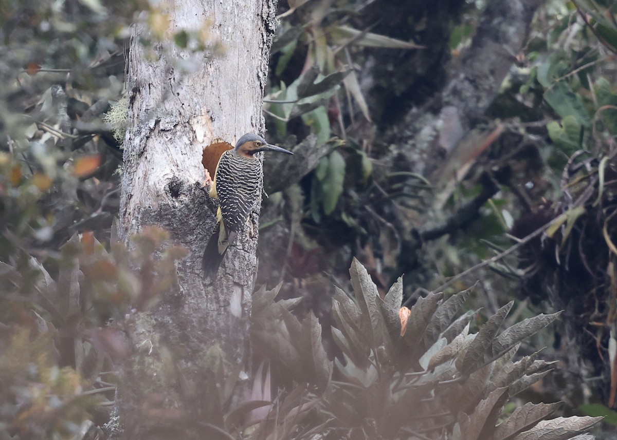 Andean Flicker - ML609569629