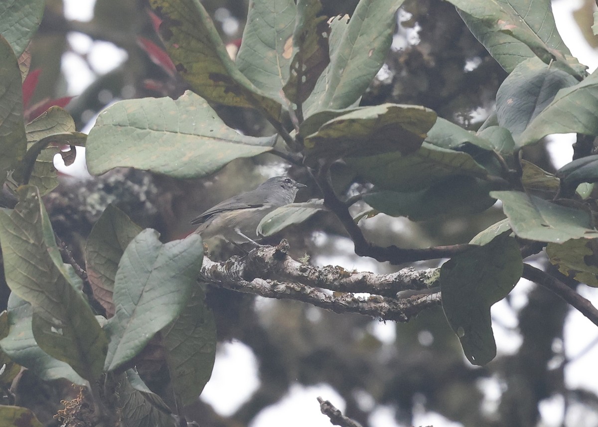 Superciliaried Hemispingus (White-bellied) - Brendan Ryan