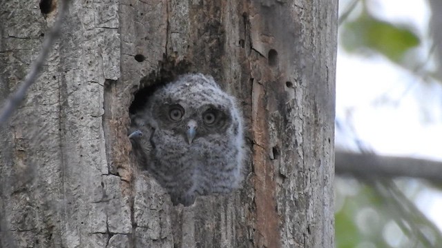 Eastern Screech-Owl - ML609569838