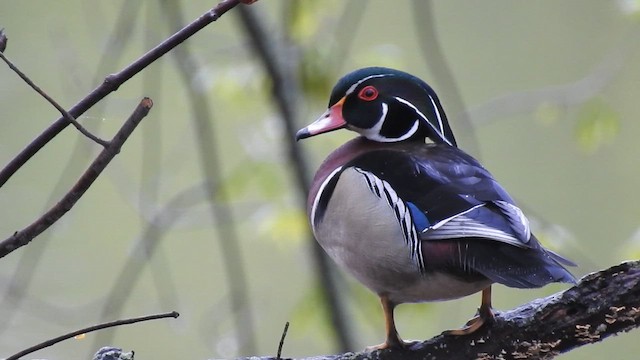 Wood Duck - ML609569892