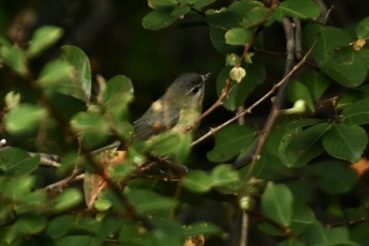 Philadelphia Vireo - Walter Calhoun