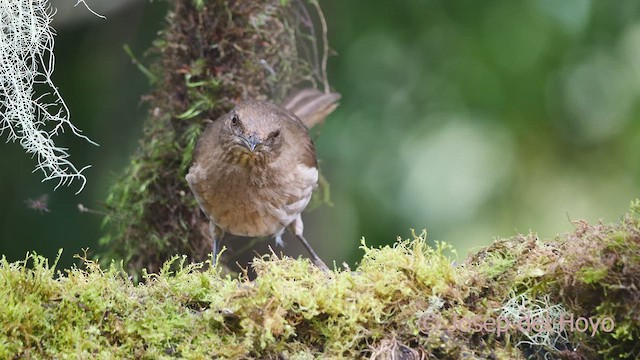 Black-billed Thrush (Drab) - ML609570058