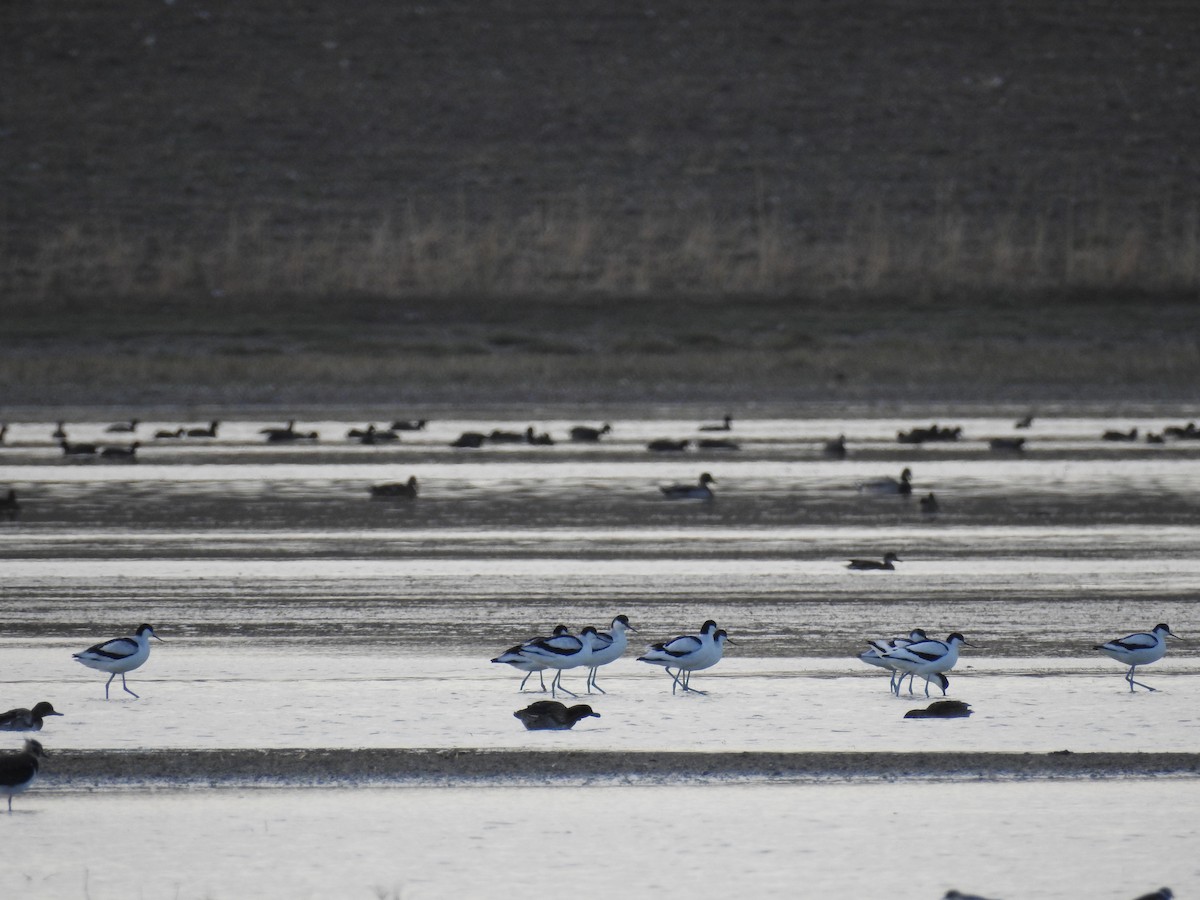 Pied Avocet - ML609570149