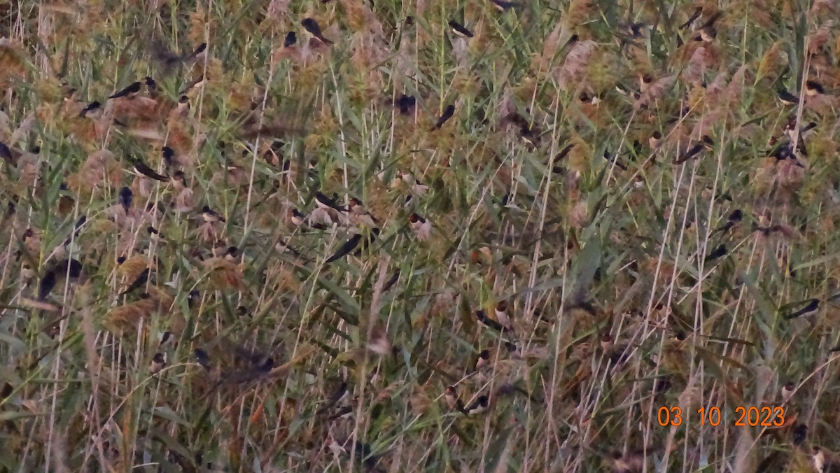 Hirondelle rustique - ML609570206