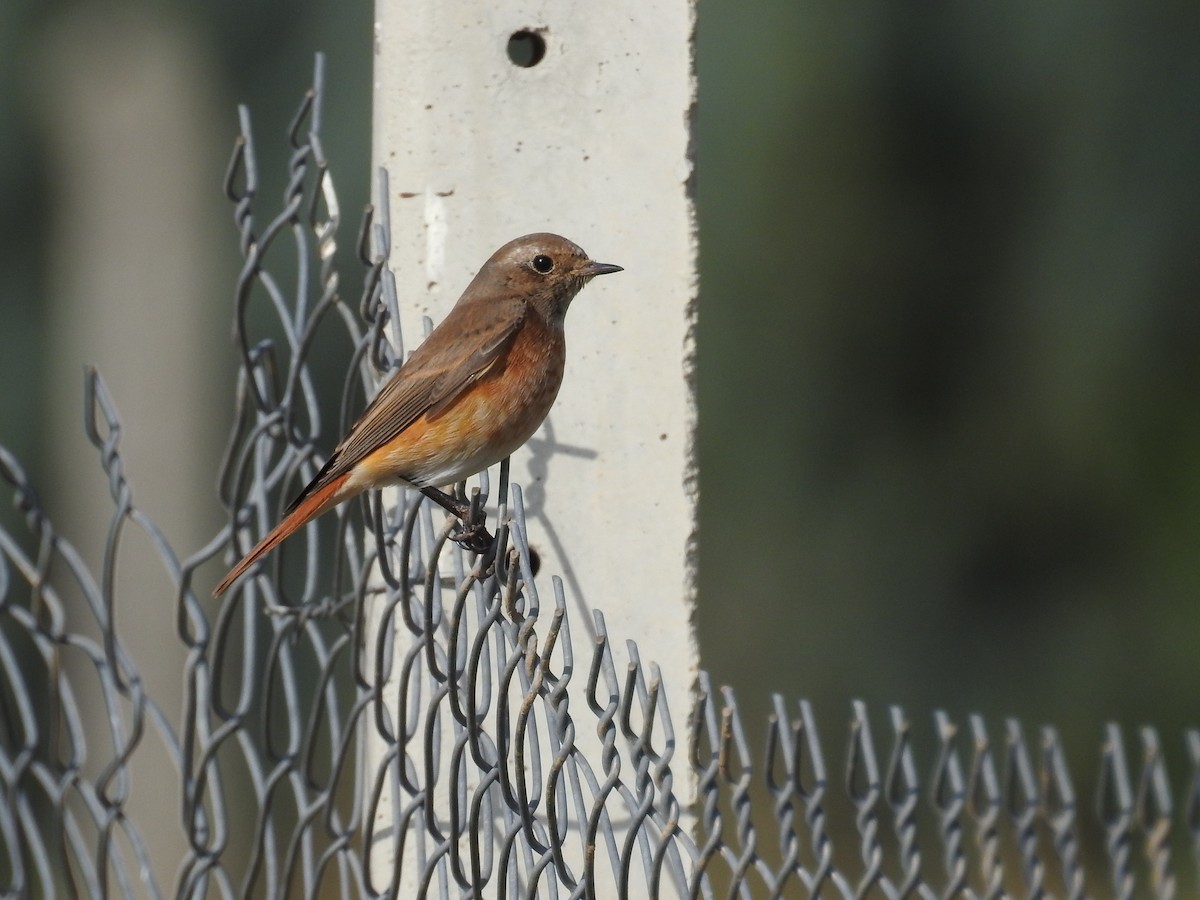 Common Redstart - ML609570233