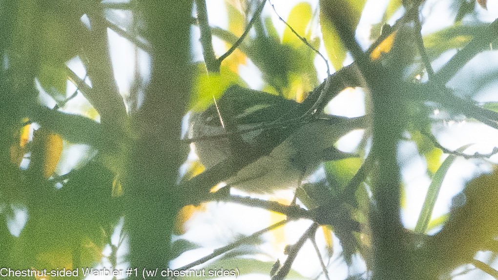 Chestnut-sided Warbler - Michael Carozza