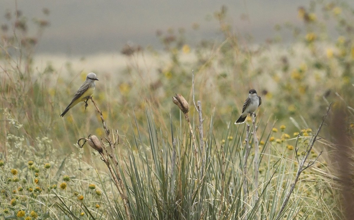 Western Kingbird - ML609570274