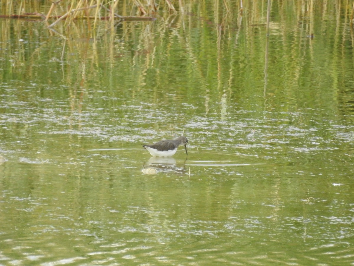 Green Sandpiper - ML609570386