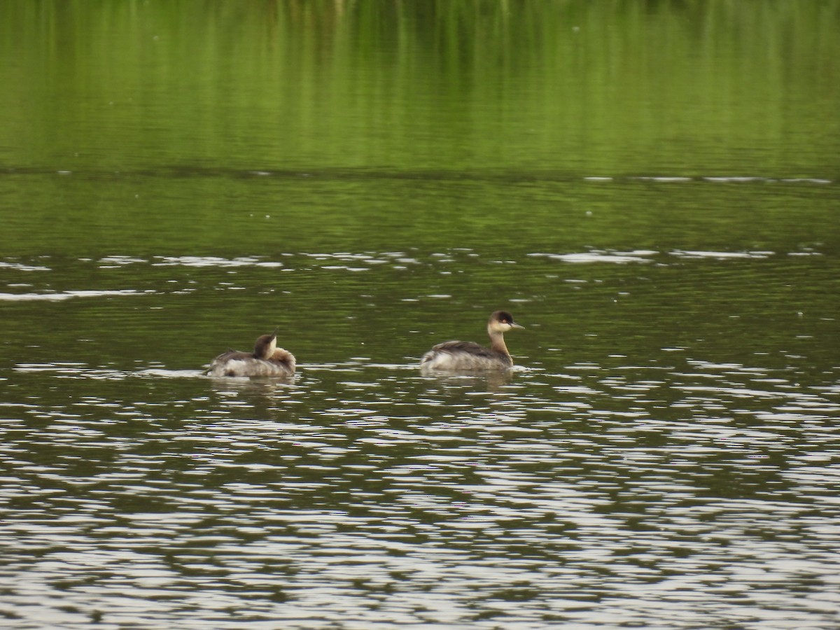 Eared Grebe - ML609570390