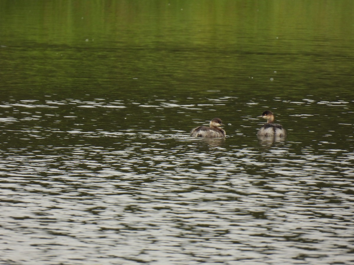 Eared Grebe - ML609570397