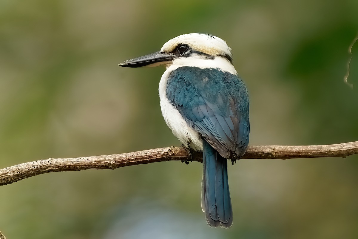 Chattering Kingfisher - ML609570403
