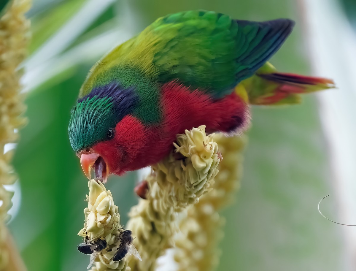 Kuhl's Lorikeet - Palanisamy Vijayanand