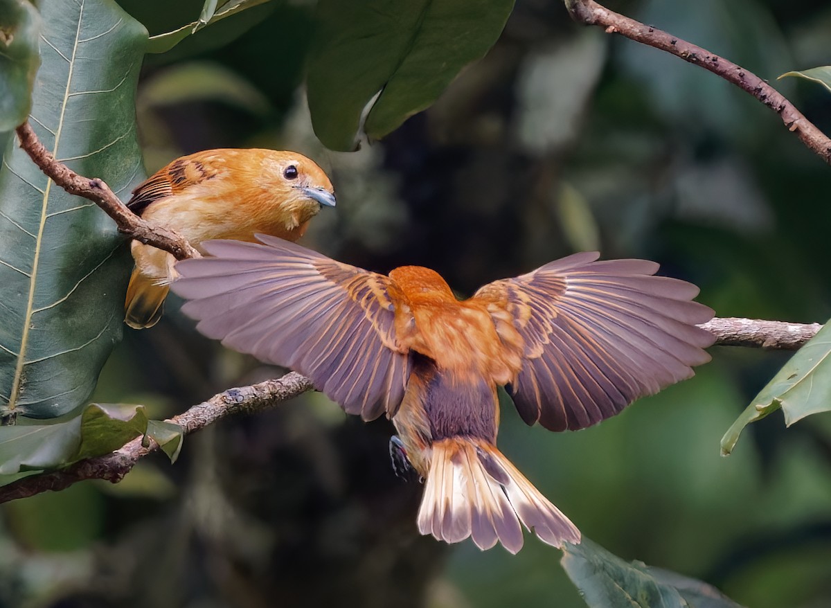 Rarotonga Monarch - ML609570432