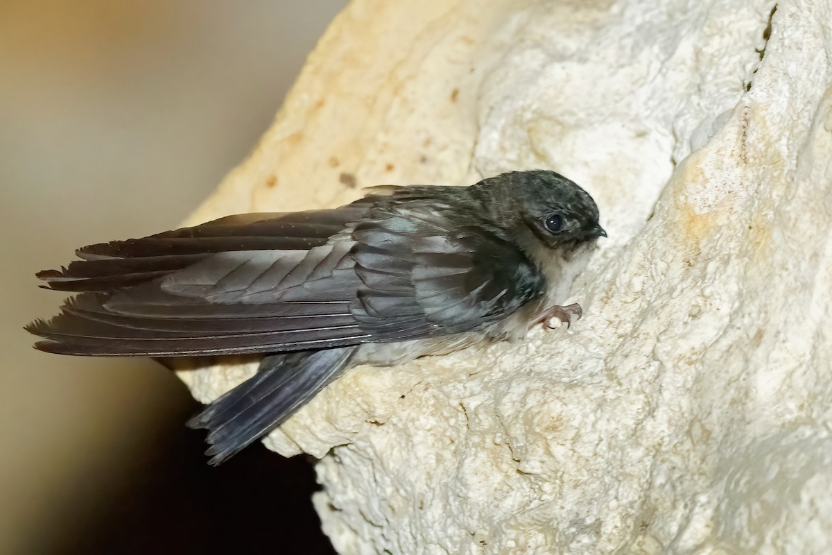 Atiu Swiftlet - ML609570592