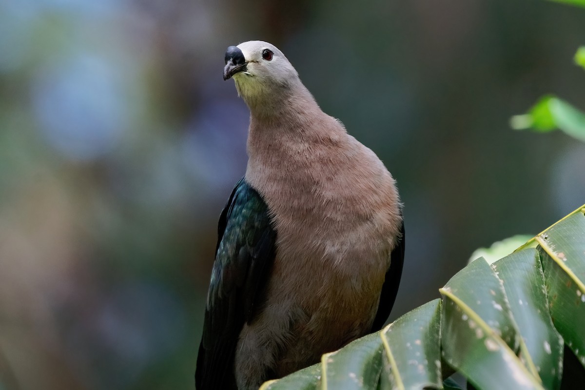 Pacific Imperial-Pigeon - Palanisamy Vijayanand