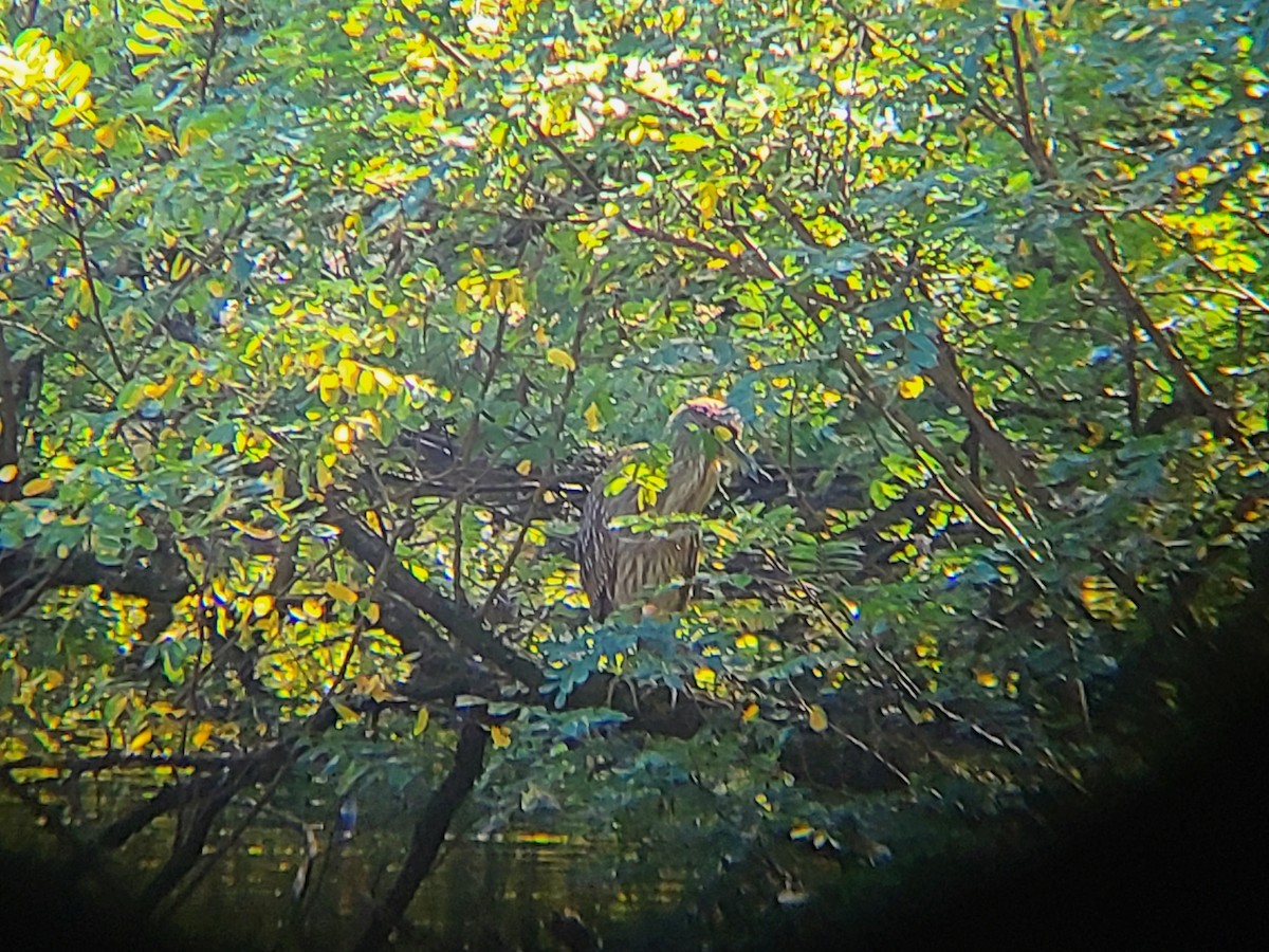 אנפת לילה - ML609570627