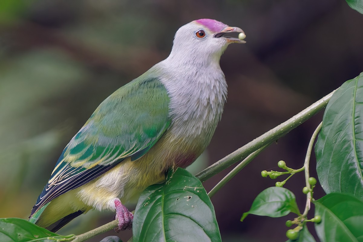 holub rarotonžský - ML609570687