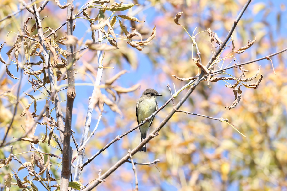 Eastern Phoebe - Marie Provost