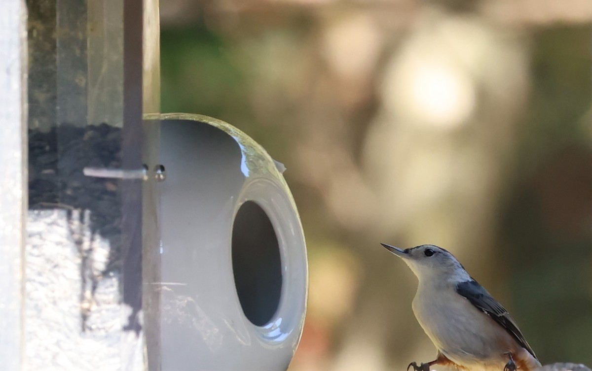 White-breasted Nuthatch - ML609570961