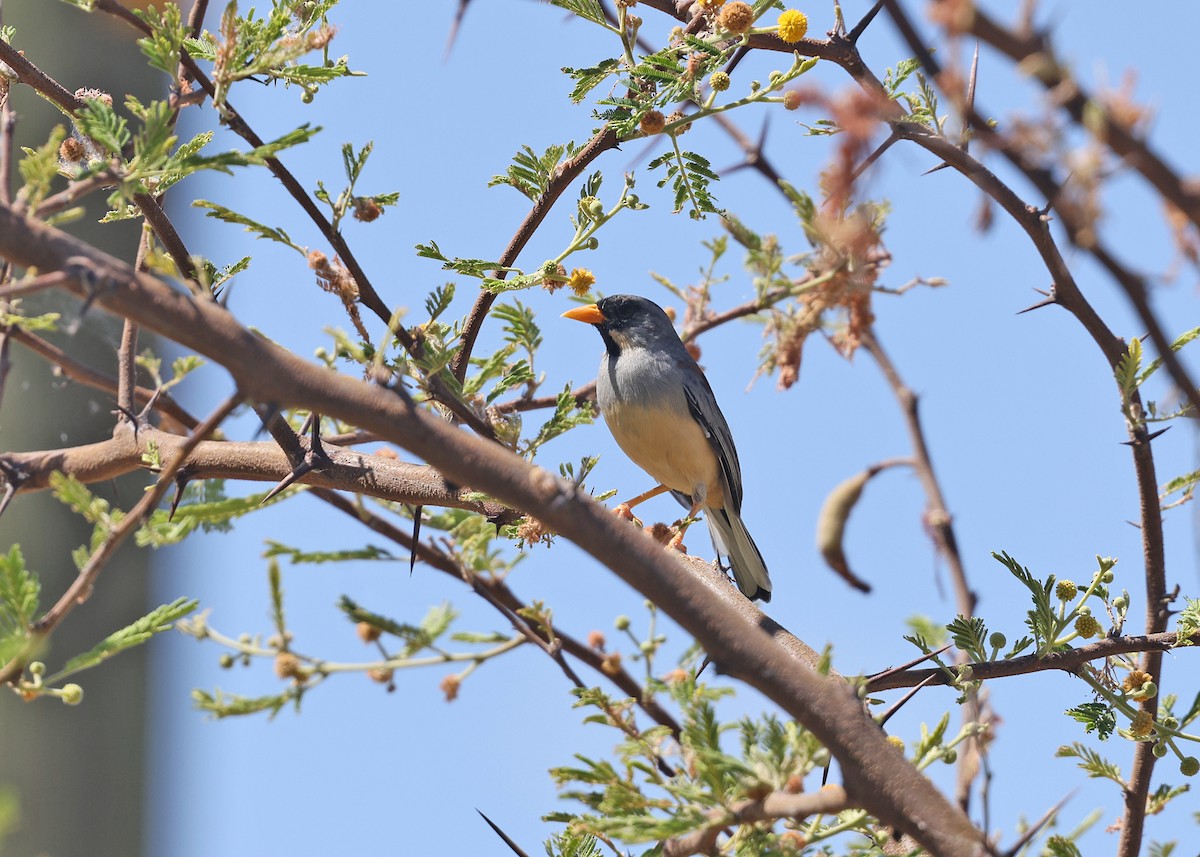 Buff-bridled Inca-Finch - ML609570993