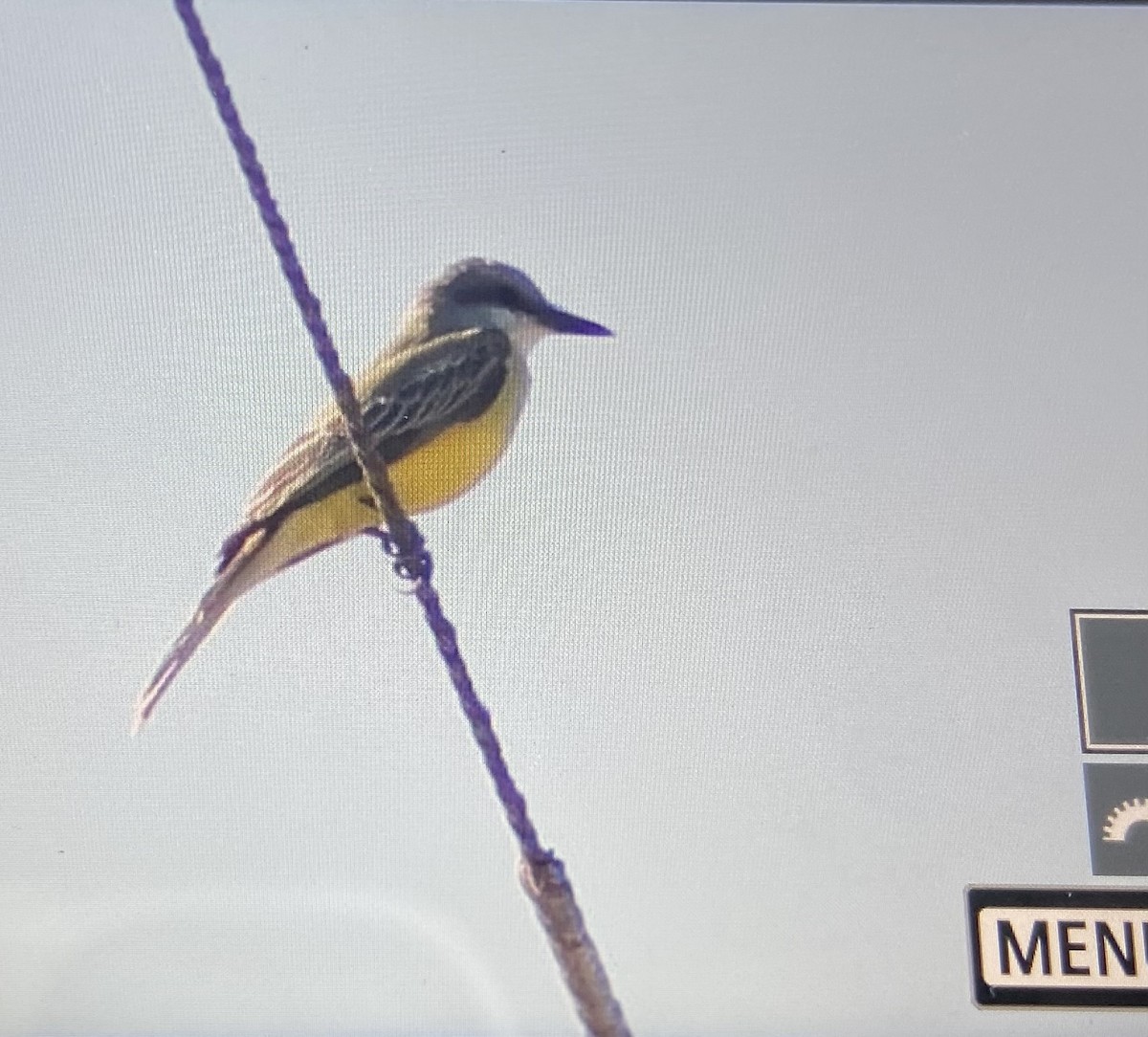 Tropical Kingbird - ML609571029