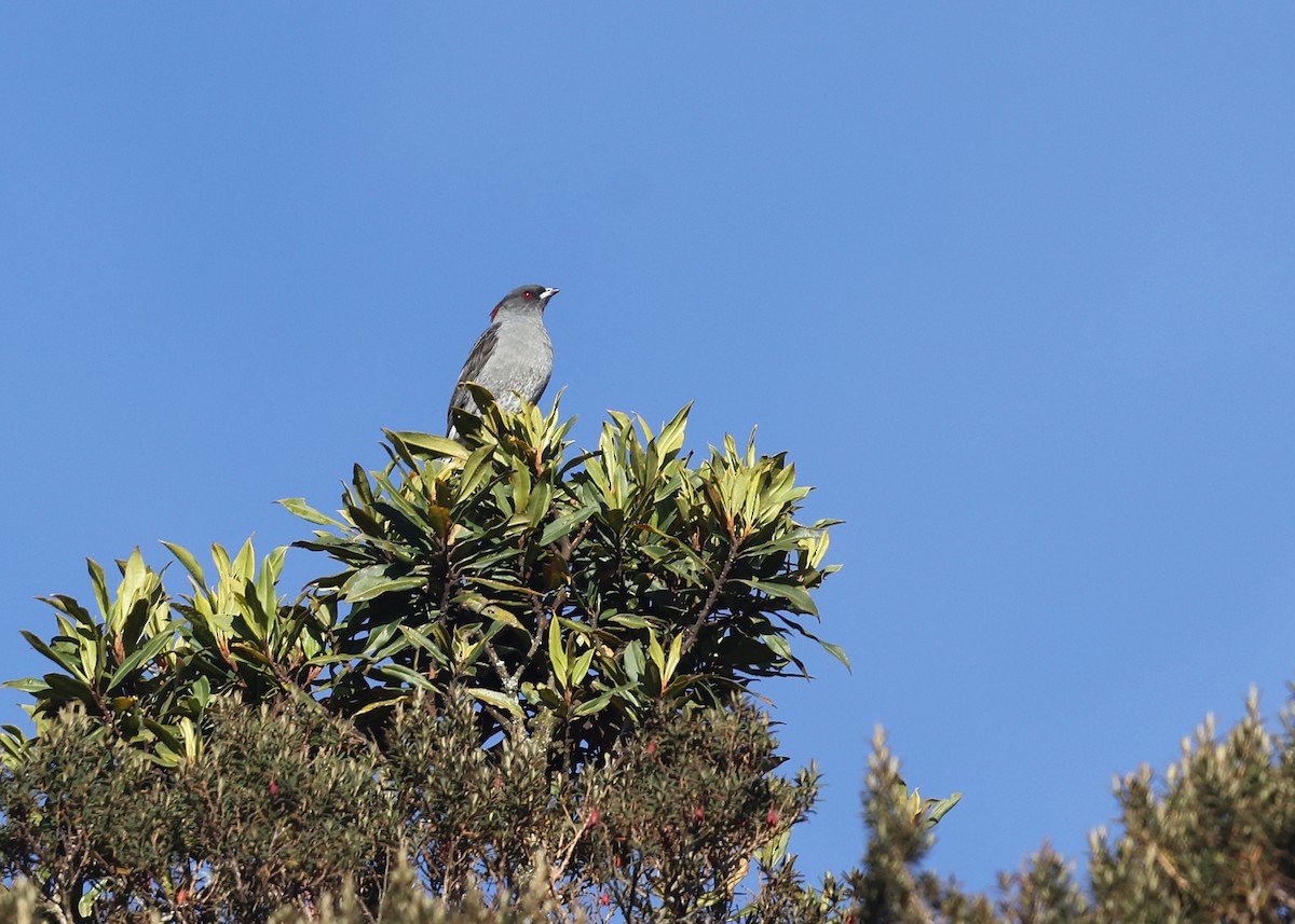 Cotinga à huppe rouge - ML609571112