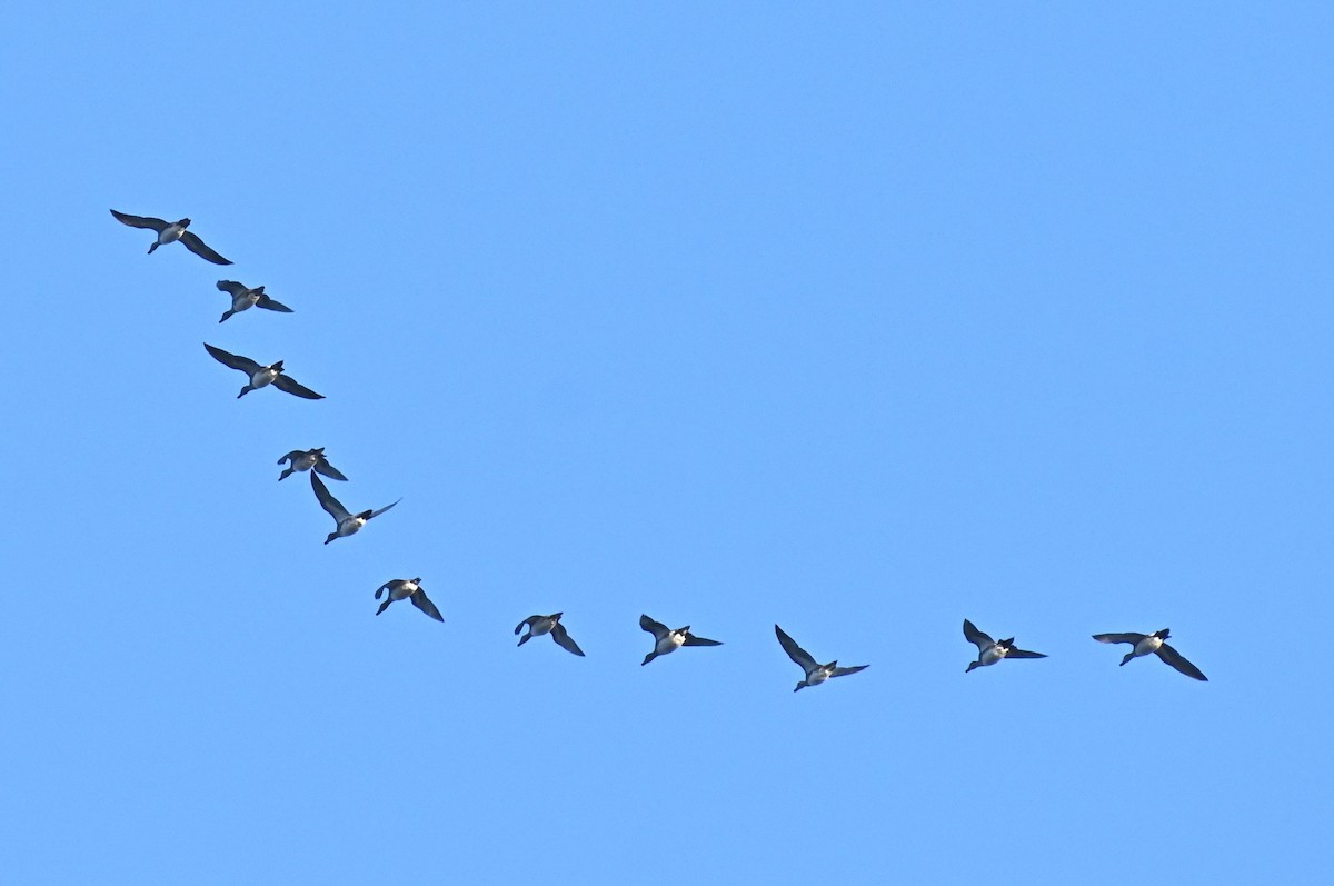 Gadwall - Brad Rogers