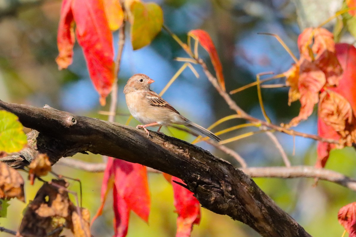 Field Sparrow - Lisa Bacon