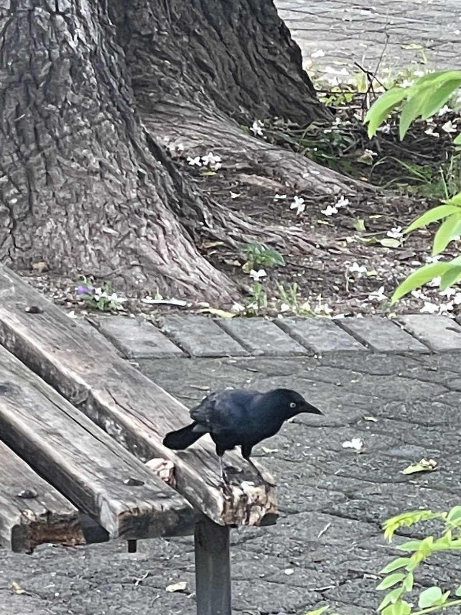 Greater Antillean Grackle - ML609571309