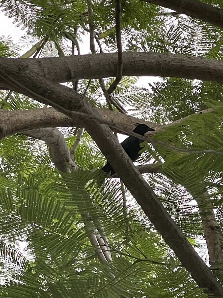 Greater Antillean Grackle - Rhomone Paulwell