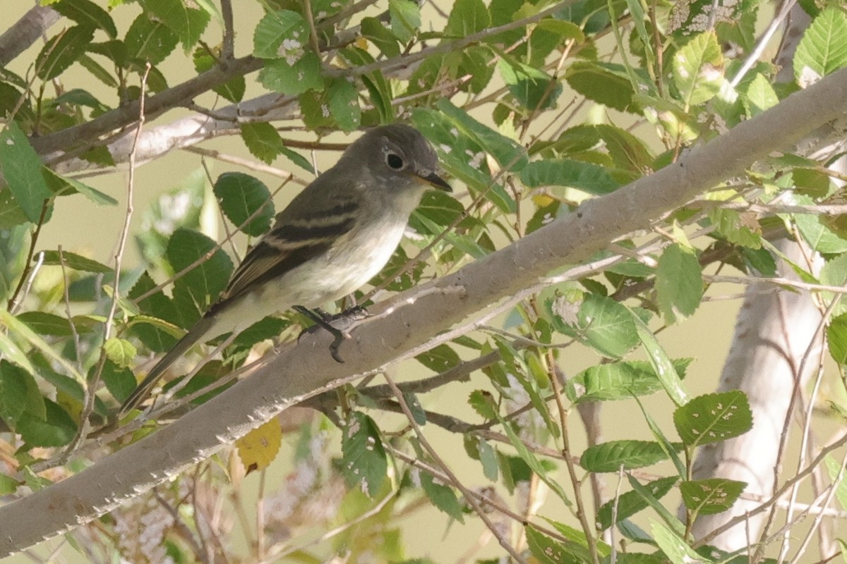 Gray/Dusky Flycatcher - ML609571342