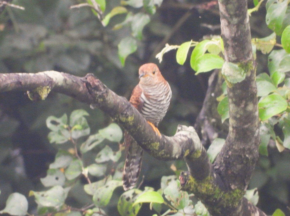 Lesser Cuckoo - ML609571459