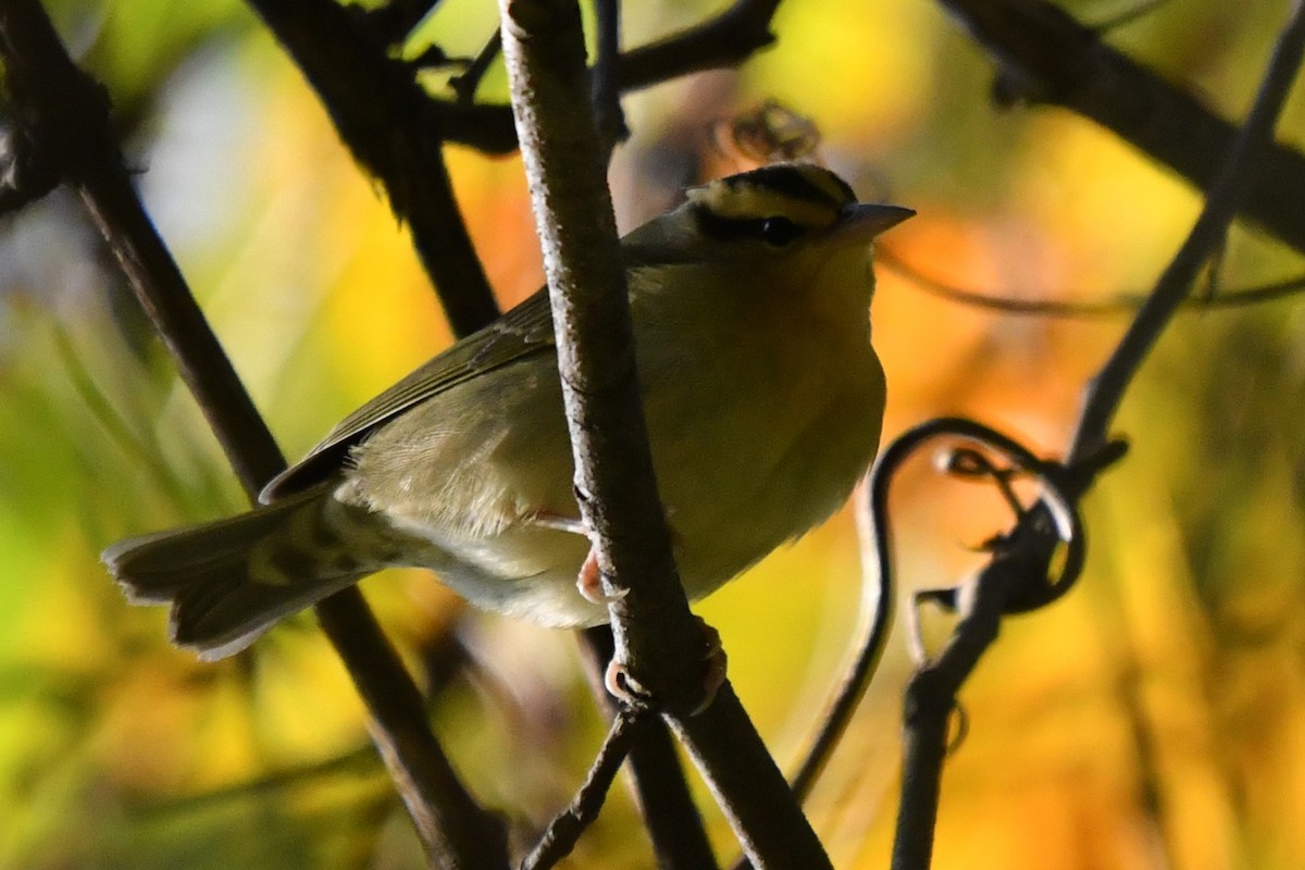 Worm-eating Warbler - Dean Turley