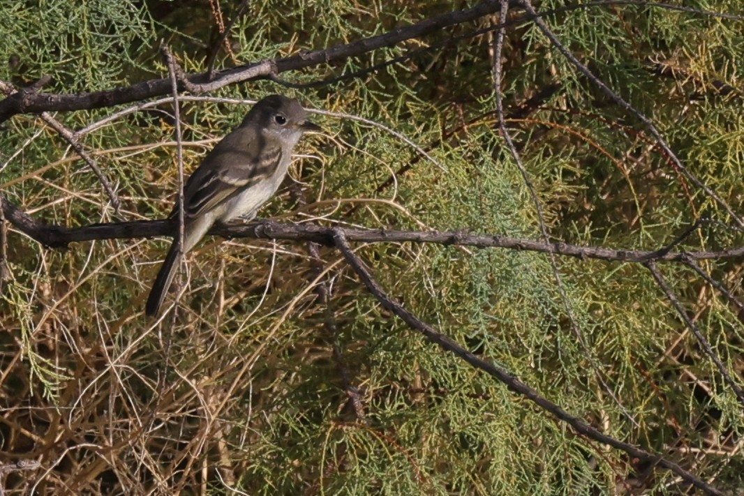 Gray/Dusky Flycatcher - ML609571486