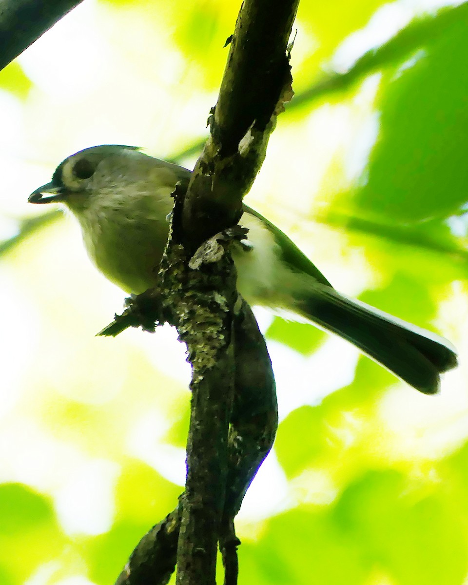 Tufted Titmouse - ML609571532