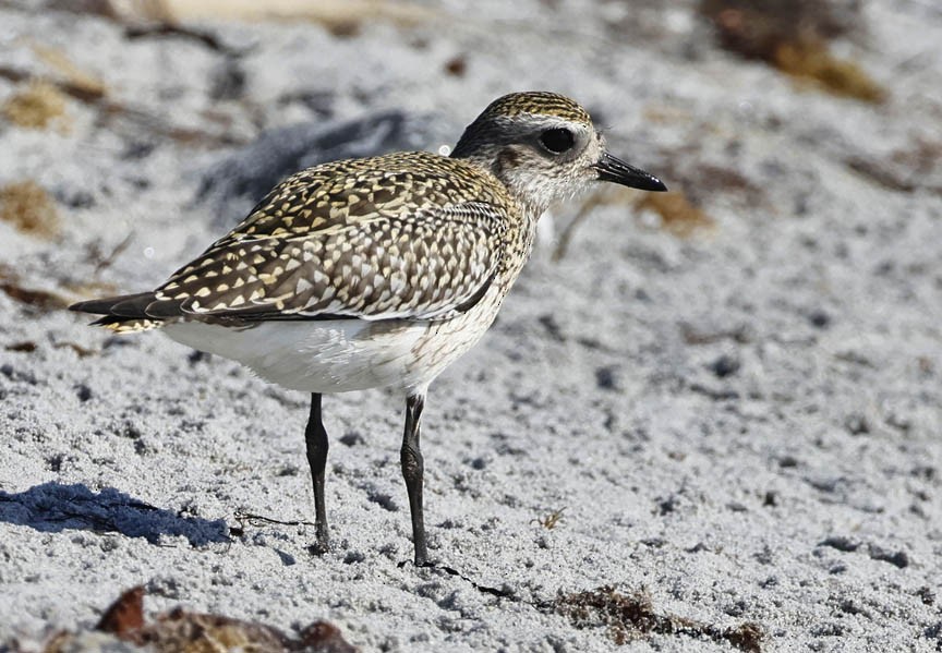 Black-bellied Plover - ML609571534