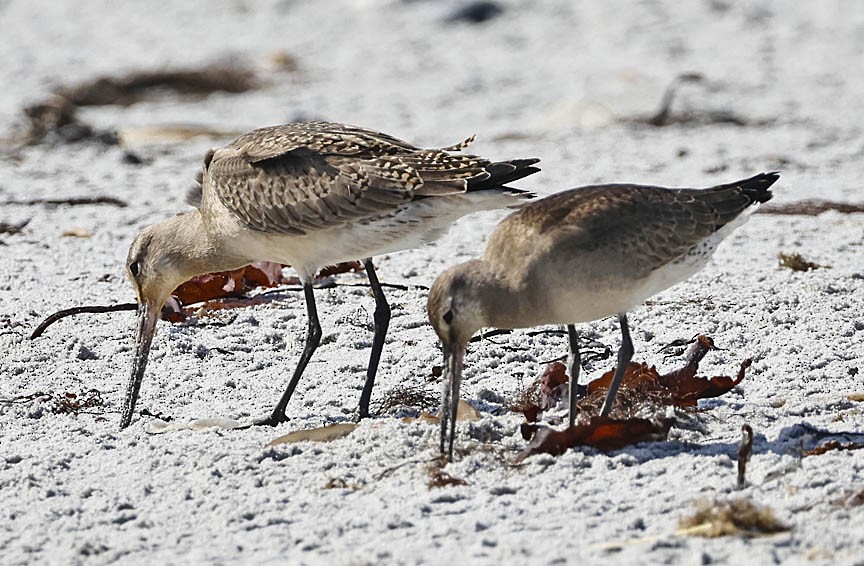 Hudsonian Godwit - ML609571554