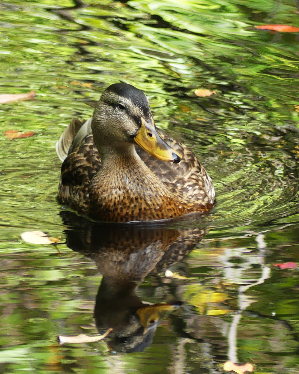 Mallard - ML609571566