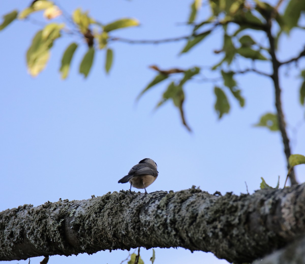 Carolina Chickadee - ML609571592