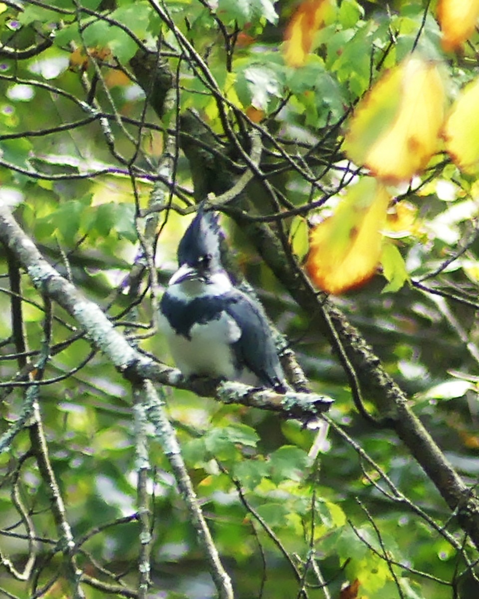 Belted Kingfisher - Allie Kleber