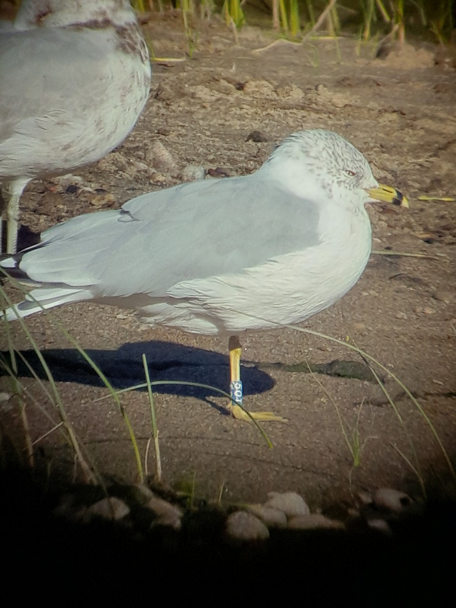 Ring-billed Gull - ML609571654