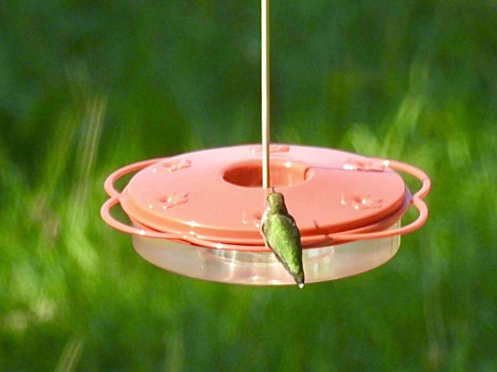 Ruby-throated Hummingbird - ML609571655