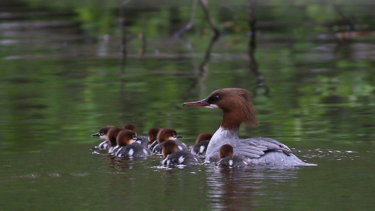 Common Merganser - ML609571682