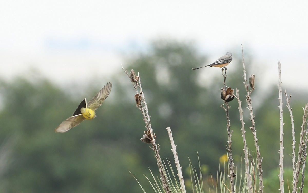 Western Kingbird - Nancy Hetrick